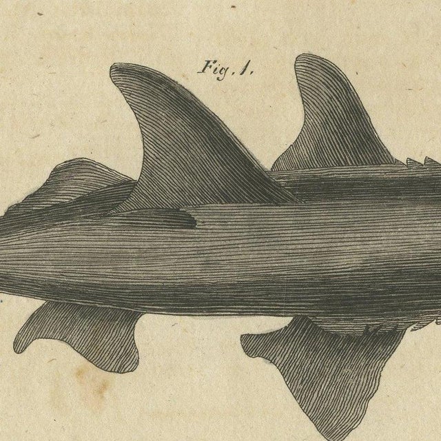 Bertuch, Hammerhead Shark with Pipefish and Sea Moths, 1820, Print For Sale - Image 6 of 12