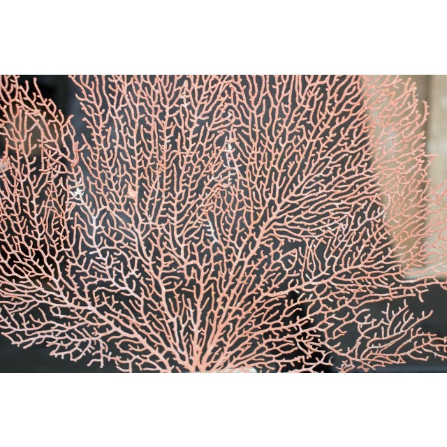 Andrianna Shamaris Coral Fan For Sale - Image 4 of 5