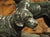 More information coming soon… Signed by the renowned French animalier sculptor, Paul-Edouard Delabrierre, this sculptural...