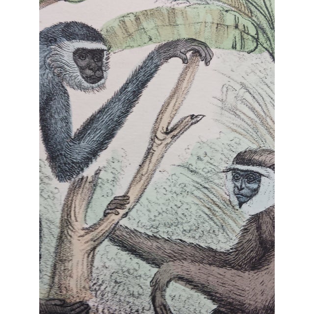 Antique Monkey Hand Colored Lithograph, Large Size, Italy, 1868 For Sale In Milwaukee - Image 6 of 6