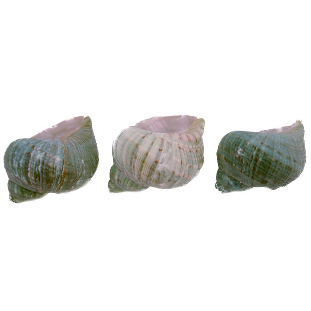 Green Blue Turbo Shells – Set of 3 For Sale - Image 4 of 5