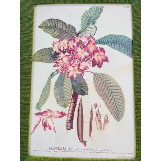 Green Vintage Wood Framed Botanical Prints For Sale - Image 8 of 12