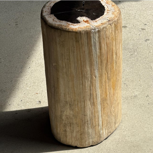 Side Table in Petrified Wood, Black Heartwood and White Bark, 1980s For Sale - Image 18 of 18