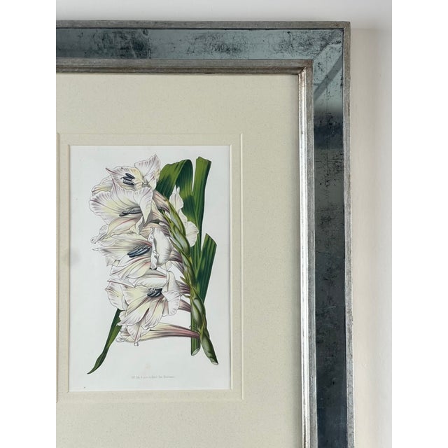 Vintage Trowbridge Custom Framed Botanical Print “Gladiolus × Willmoreanus” After Louis Van Houtte (1810–1876) For Sale - Image 4 of 9
