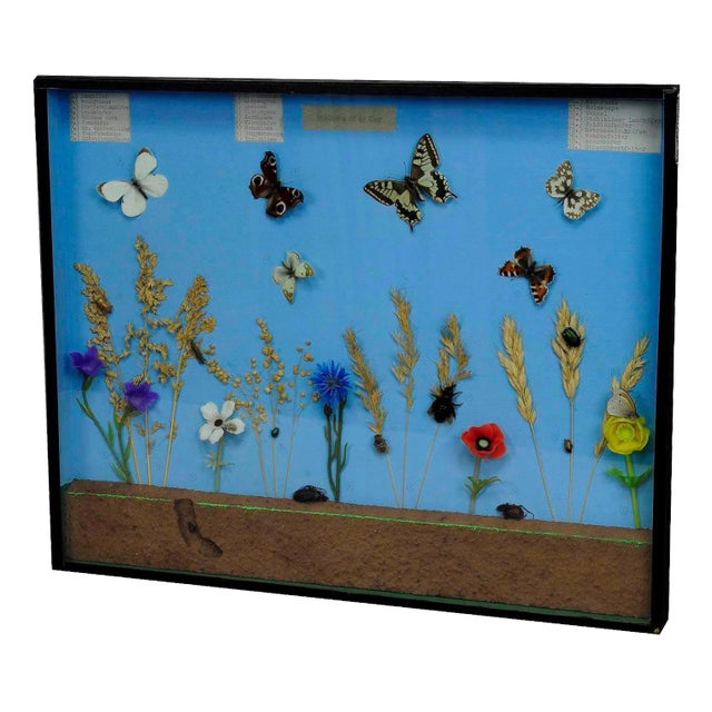 Vintage School Teaching Display of the Insects of the Grassland For Sale