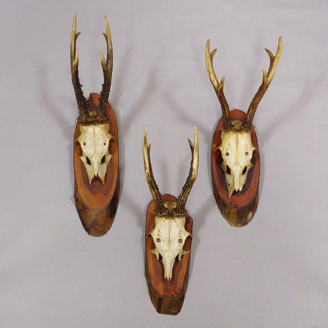 Set of Six Roe Deer Trophies on Wooden Slices Germany Ca. 1960s For Sale - Image 4 of 7