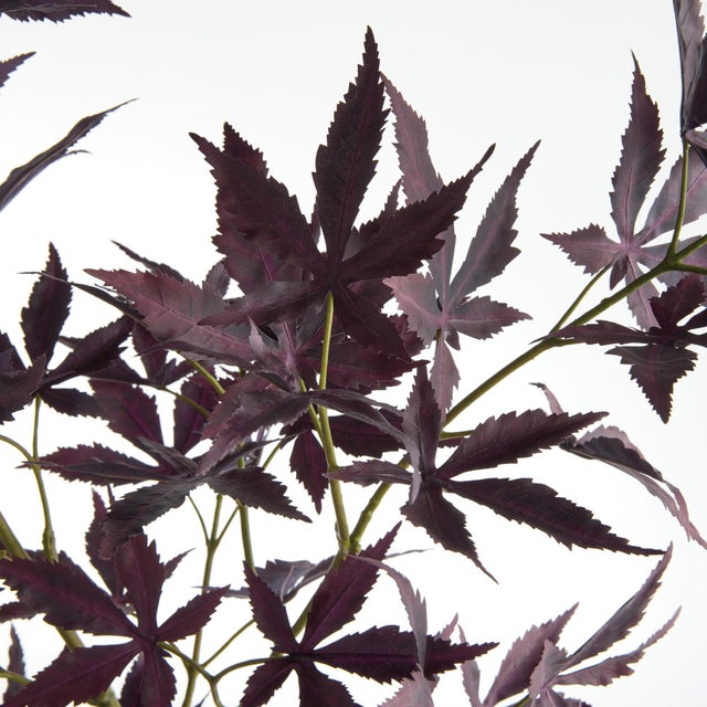 Realism Maple Leaf Branches 41" St/2 For Sale - Image 3 of 4