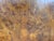 Early 20th Century Antique Game Table/Flip Top Wall Table Burlwood For Sale - Image 5 of 12