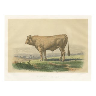 French Artist, Comtois Bull, 1873, Paper For Sale