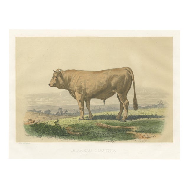 French Artist, Comtois Bull, 1873, Paper For Sale