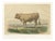 French Artist, Comtois Bull, 1873, Paper For Sale