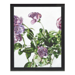 Lavender Roses - Botanical Study by Deborah Eddy