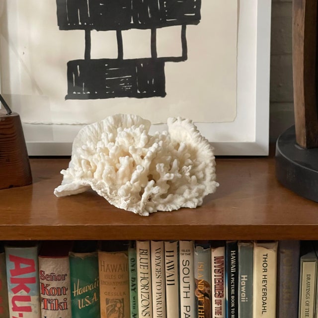 Vintage Natural Merulina White Coral Specimen For Sale - Image 13 of 13