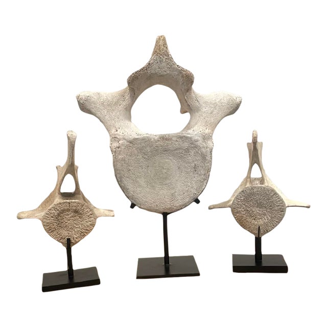 Vintage Whale Vertebrae Bones, Set of Three. For Sale