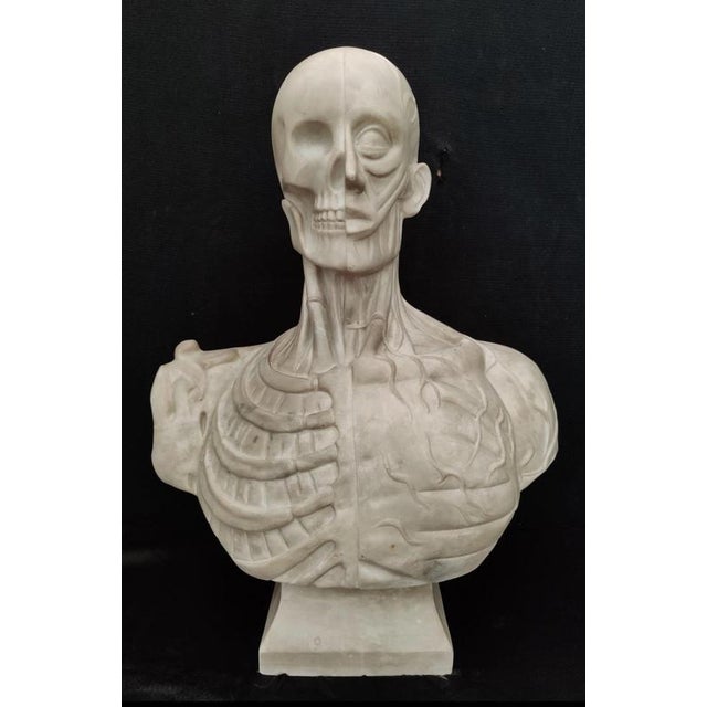 Masterful, sublimely crafted, esoteric anatomical bust in Carrara marble from the 19th century This statue is a...