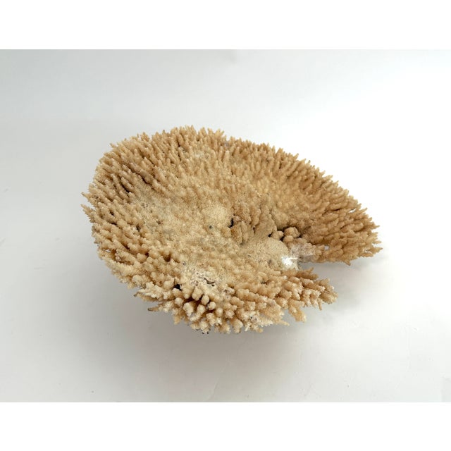 Chinoiserie Natural Table Coral Specimen Coastal Decor For Sale - Image 3 of 8