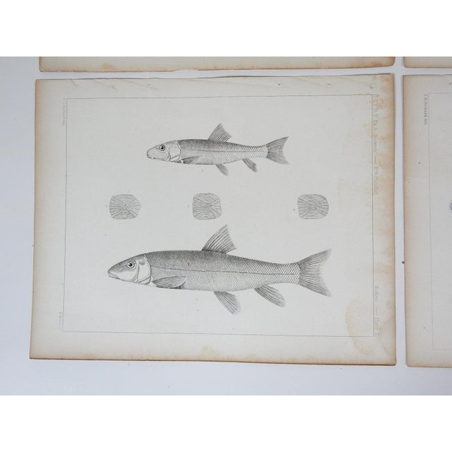 Mid 19th Century Us Pacifc Railroad Fish Lithograph Book Plates - Set of 4 For Sale In Seattle - Image 6 of 7