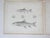 Mid 19th Century Us Pacifc Railroad Fish Lithograph Book Plates - Set of 4 For Sale In Seattle - Image 6 of 7