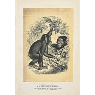 Paul Gervais, Chimpanzee, Original Lithograph, 1854 For Sale