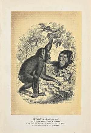 Paul Gervais, Chimpanzee, Original Lithograph, 1854