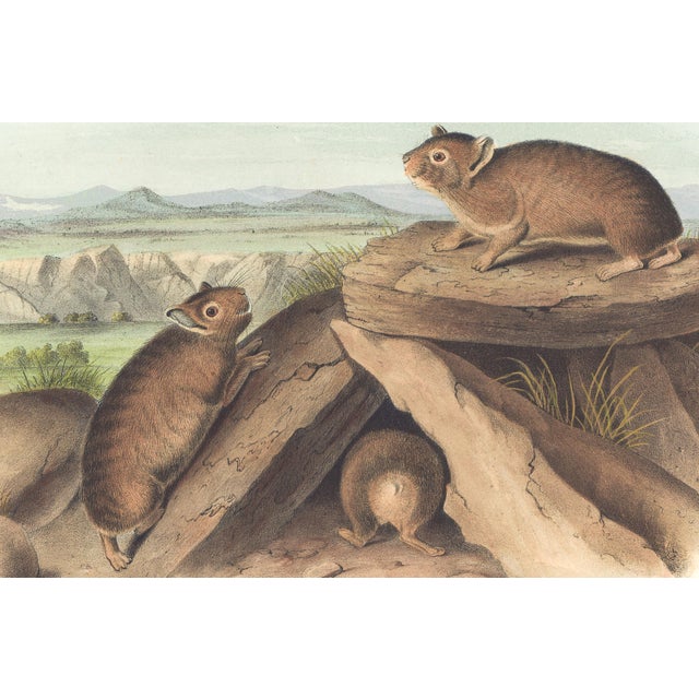 Original first edition Audubon stone lithograph from "The Viviparous Quadrupeds of North America", octavo edition, printed...