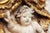 Cherub Angel Within a Baldachin, 18th Century, Portuguese Baroque For Sale - Image 15 of 15
