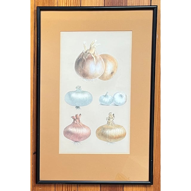 Antique 19th century French botanical collage of onions. Each onion print is cut-out and laid to paper ground, matted and...