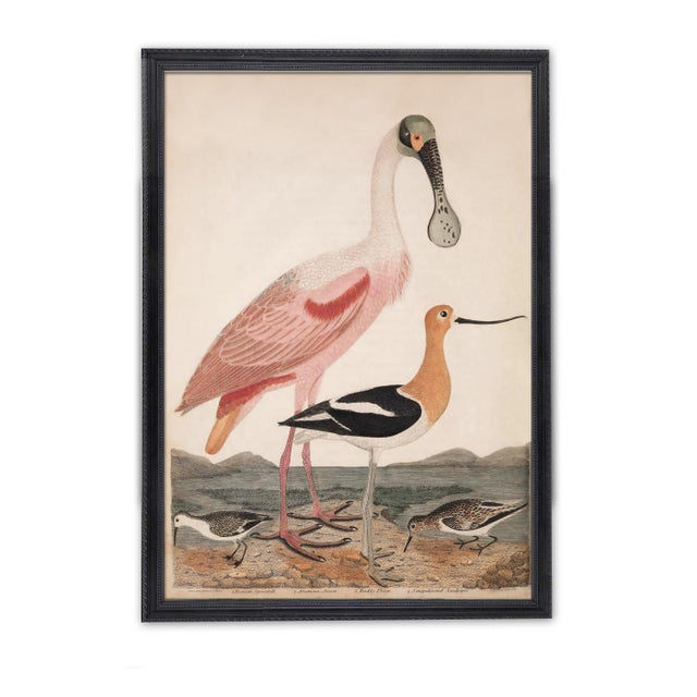 Illustration Antique Reproduction Pink Bird Coastal Print (Early 1800s) - 24" X 30" For Sale - Image 3 of 6
