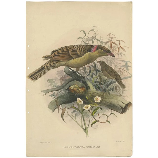 J.Smith after J. Wolf, Chlamydodera Nuchalis, 1869, Lithograph on Paper For Sale