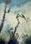 Mid-20th Century Large Ornithological Oil Painting of Songbirds by Ira Monte. For Sale - Image 4 of 12