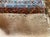 Textile Antique Kurdish Chanteh Rug, 1880 For Sale - Image 7 of 9