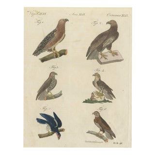 Bertuch, Six Hawks and Buzzards, Birds of Prey, 1805, Print For Sale