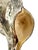 Vintage Partially Silvered Conch Shell in the Style of Bucellati For Sale - Image 13 of 15