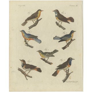 Bertuch, Seven Robins, Bluethroats and Yellowthroats, 1796, Engraving For Sale