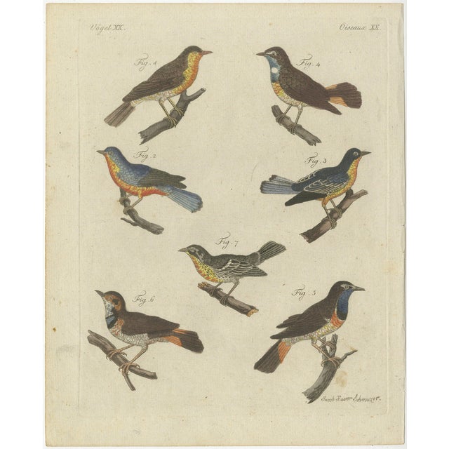 Bertuch, Seven Robins, Bluethroats and Yellowthroats, 1796, Engraving For Sale