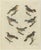 Bertuch, Seven Robins, Bluethroats and Yellowthroats, 1796, Engraving For Sale
