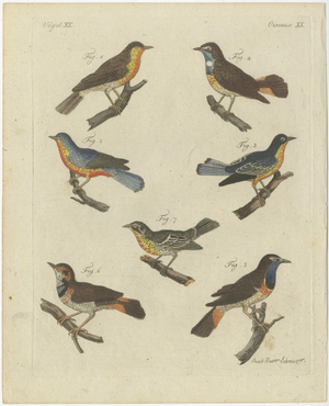 Bertuch, Seven Robins, Bluethroats and Yellowthroats, 1796, Engraving