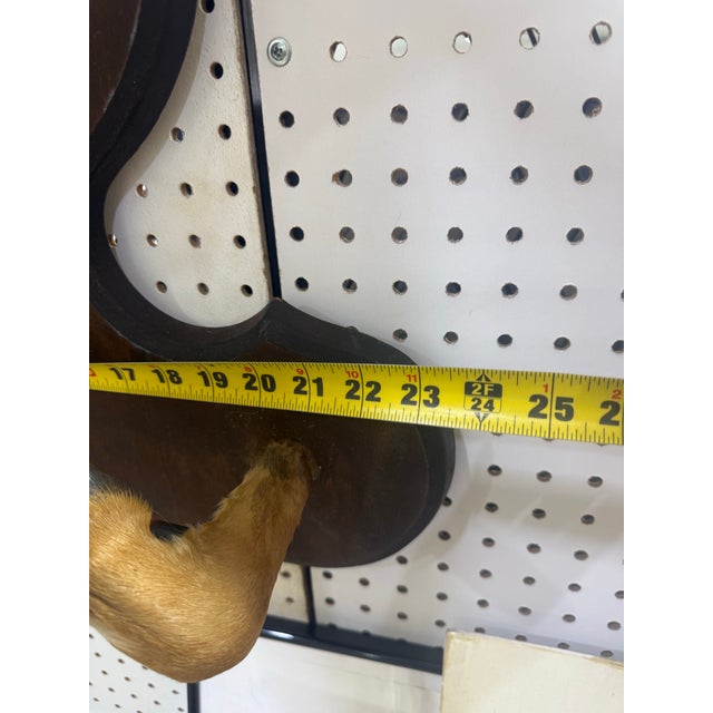Animal Skin Whitetail Deer Head Shoulder Mount Taxidermy With Hoofs for Gun Holder 35x23 For Sale - Image 7 of 9