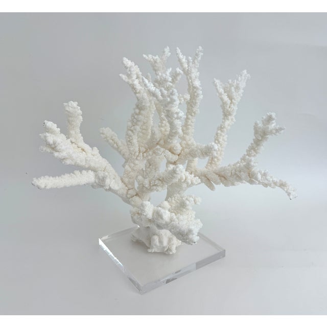 Chinoiserie Massive Natural Branch Coral Specimen on Acrylic Base For Sale - Image 3 of 7