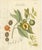 Antique Nutmeg Botanical Print, Myristica aromatica, Hand Colored : This striking botanical engraving depicts Myristica...
