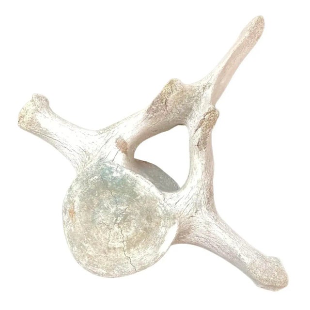 Bone Very Large Antique Whale Vertebrae #4 For Sale - Image 7 of 10