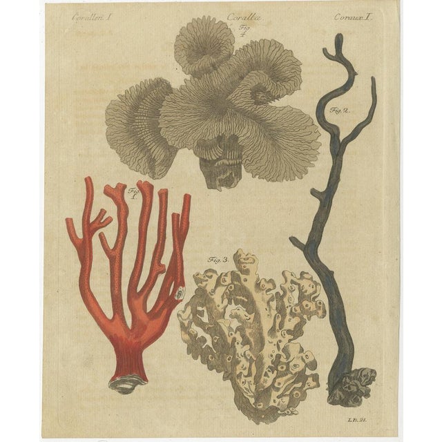 Bertuch, Four Corals, 1790, Engraving For Sale - Image 9 of 9