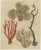 Bertuch, Four Corals, 1790, Engraving For Sale - Image 9 of 9