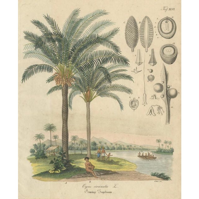 Antique Cycad Botanical Scene, Cycas Circinalis, c.1831 : This striking botanical scene depicts Cycas circinalis in a...
