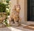 A wonderfully sculptural vintage garden lion, cast in substantial concrete and finished in a warm, terracotta-toned...