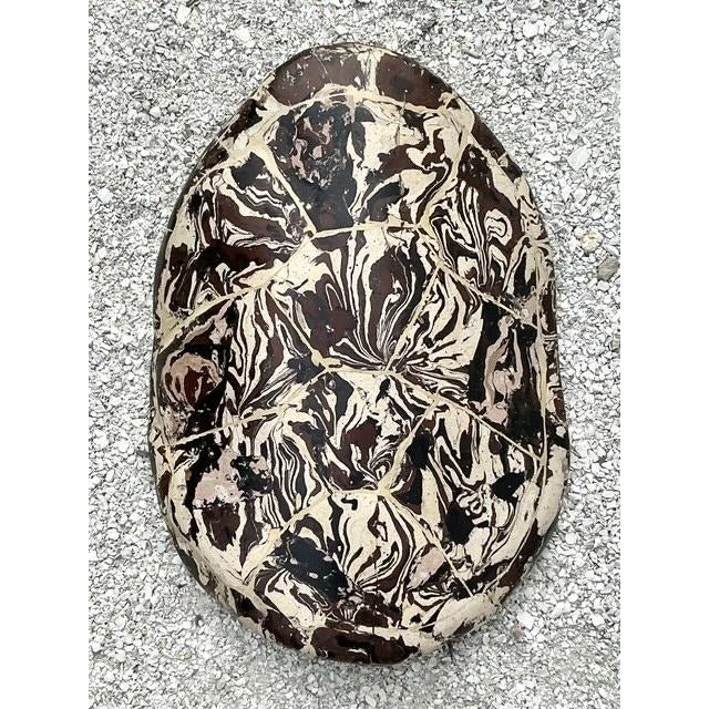 Brown Vintage Boho Artisanal Pigmented Plaster Scagliola Turtle Shell For Sale - Image 8 of 12