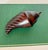 Vintage Large Carved Ironwood Conch Shell Sculpture Objects, a Pair For Sale - Image 13 of 16