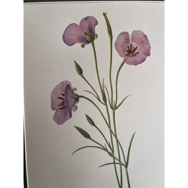 1950s Vintage Botanical Set of 6 -Framed- Authentic Vintage 1953 Prints For Sale - Image 5 of 6