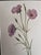 1950s Vintage Botanical Set of 6 -Framed- Authentic Vintage 1953 Prints For Sale - Image 5 of 6