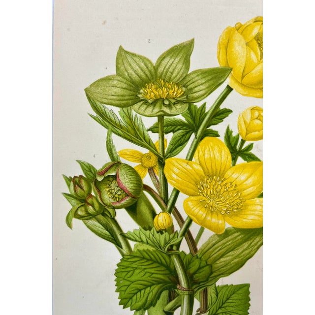 Antique Botanical Print /Illustration of Mountain Globe Flowers, Marsh Marigold Flowers & Various Hellebore Flowers From England - Circa 1870 For Sale In Dallas - Image 6 of 9